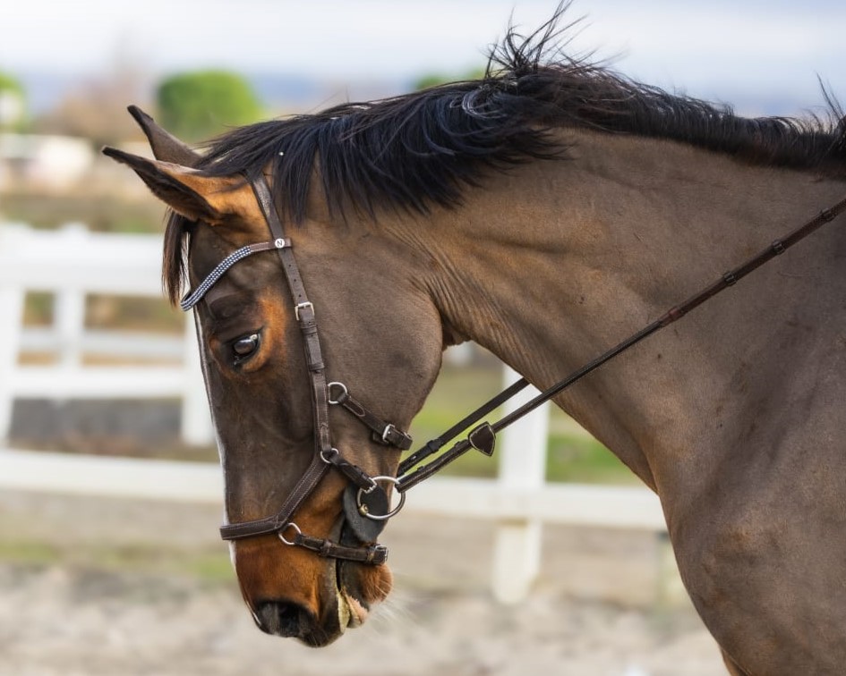 horse